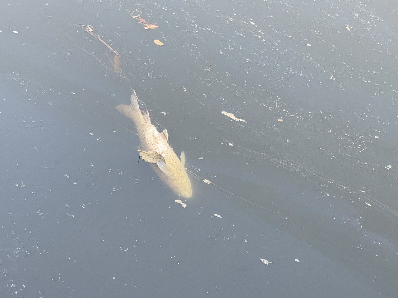 NƯỚC ĐEN KỊT, CÁ CHẾT BỐC MÙI HÔI THỐI TẠI KHU VỰC CẦU XI PHÔNG PHỐ NGỌC TRÌ: NGƯỜI DÂN LO NGẠI NGUỒN NƯỚC SINH HOẠT BỊ ẢNH HƯỞNG