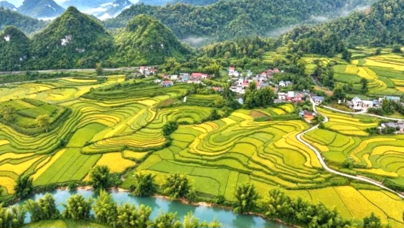 MÙA VÀNG CAO BẰNG